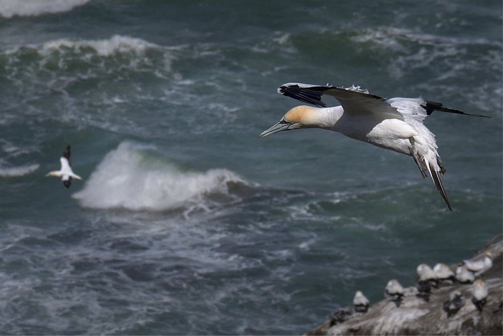 Lord of the seas